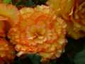 Orange yellow begonias 1